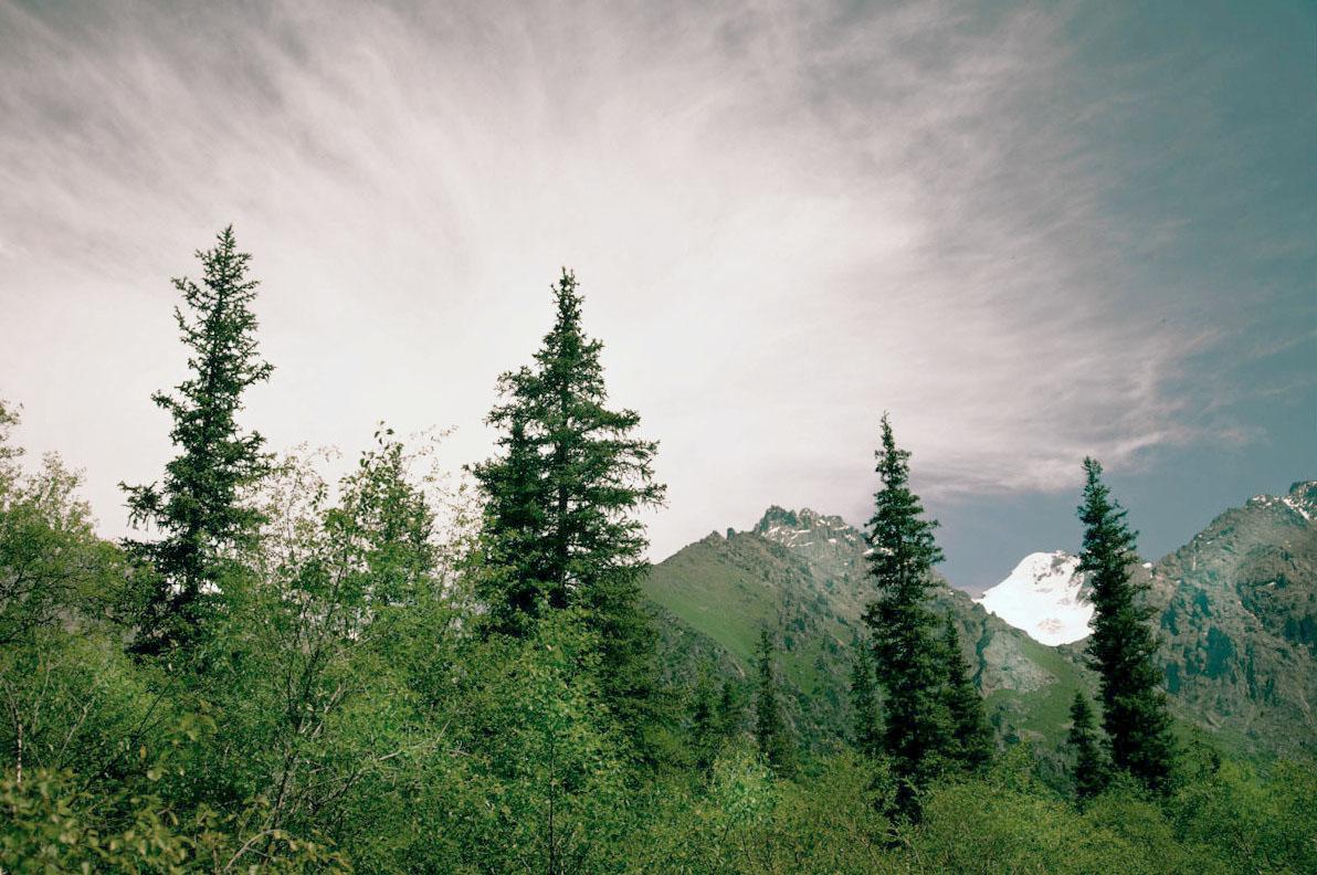 Conifer forest and snow-streaked peaks in Ala-Archa National Park near Bishkek