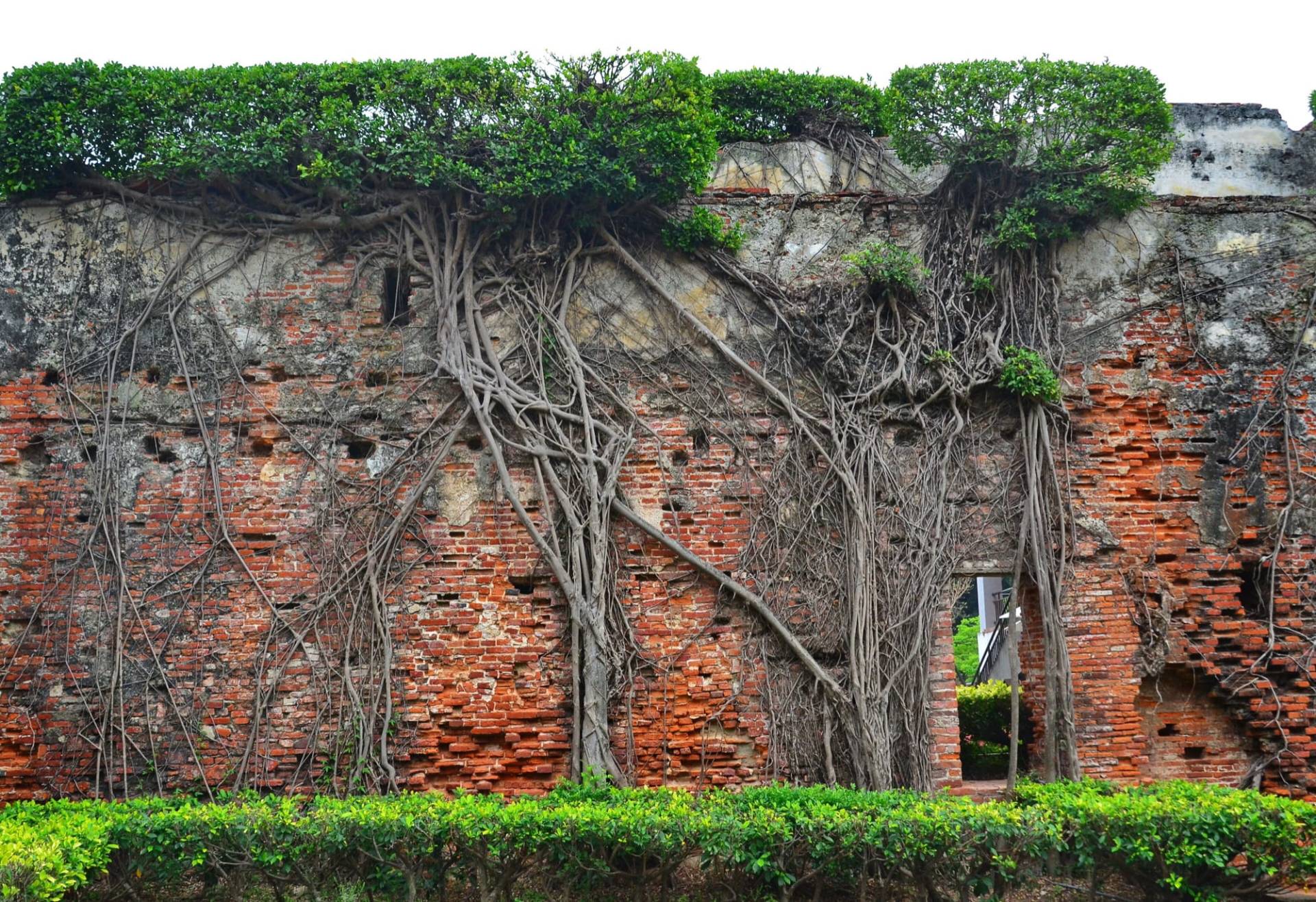 Banyan roots spreading across the weathered red-brick outer wall of Fort Zeelandia at Anping Old Fort, topped by green foliage