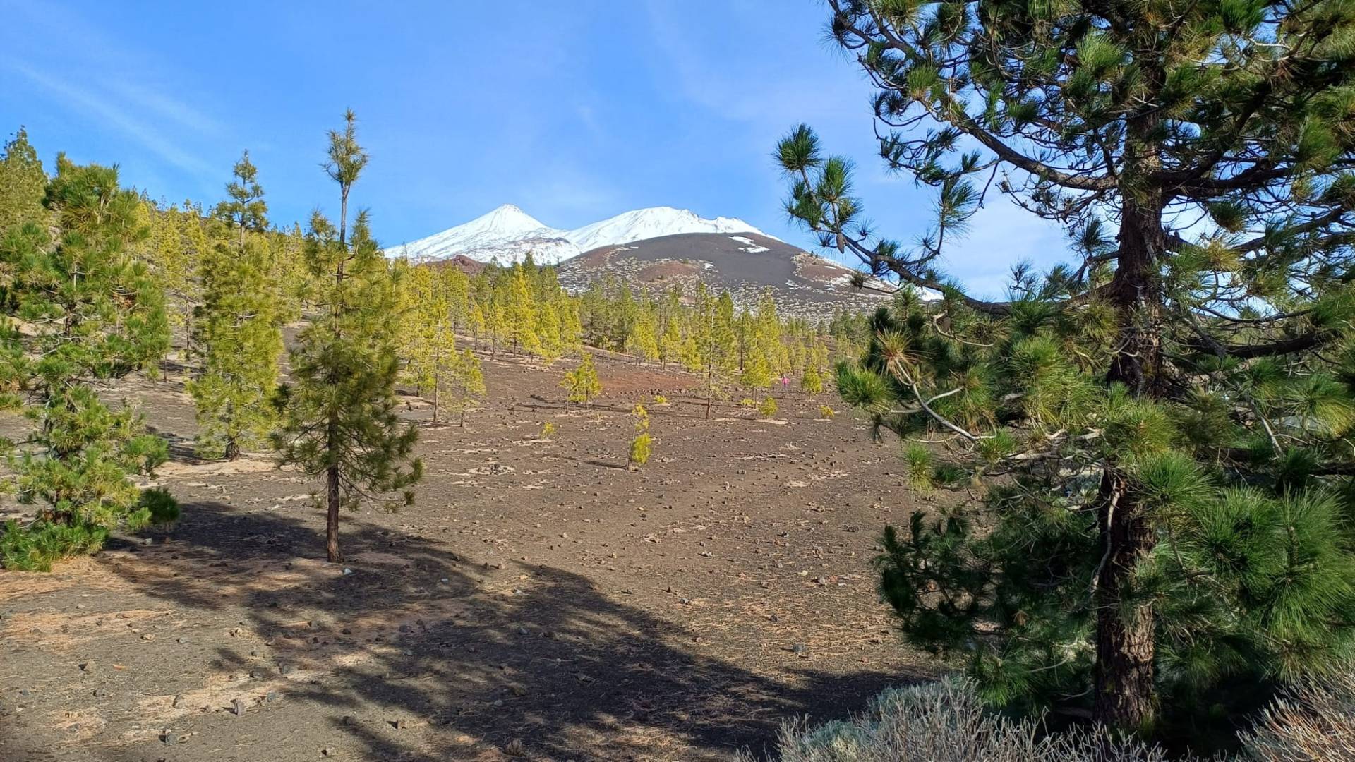 Snow-covered Teide and Pico Viejo seen through Canary pines above dark volcanic ground on a sunny December day