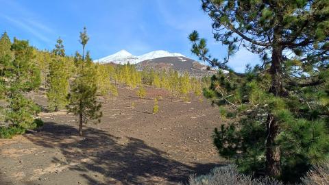 Snow-covered Teide and Pico Viejo seen through Canary pines above dark volcanic ground on a sunny December day