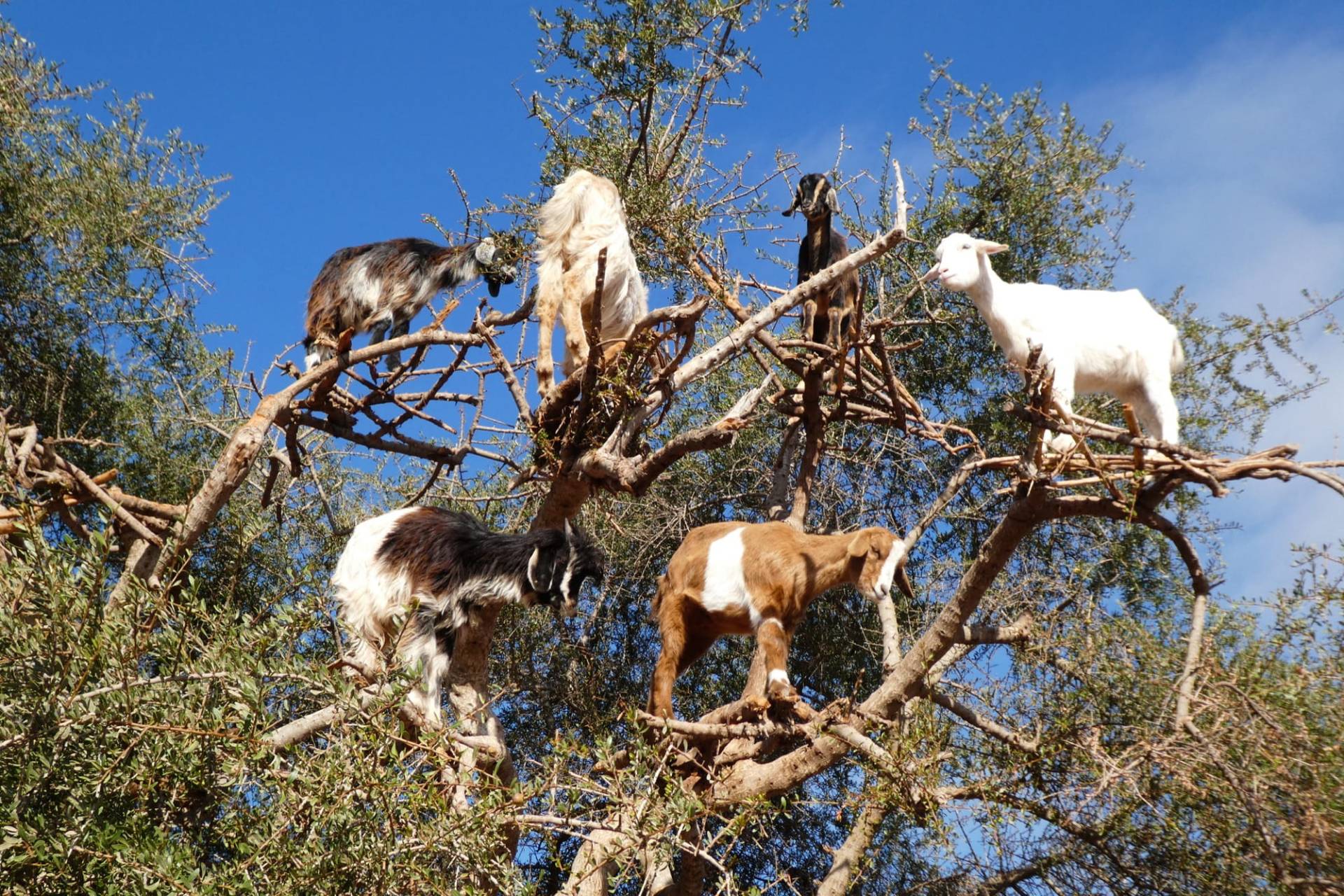 Six goats standing on the branches of an argan tree against a deep blue sky beside the Marrakech to Essaouira road, one white goat on the highest branch