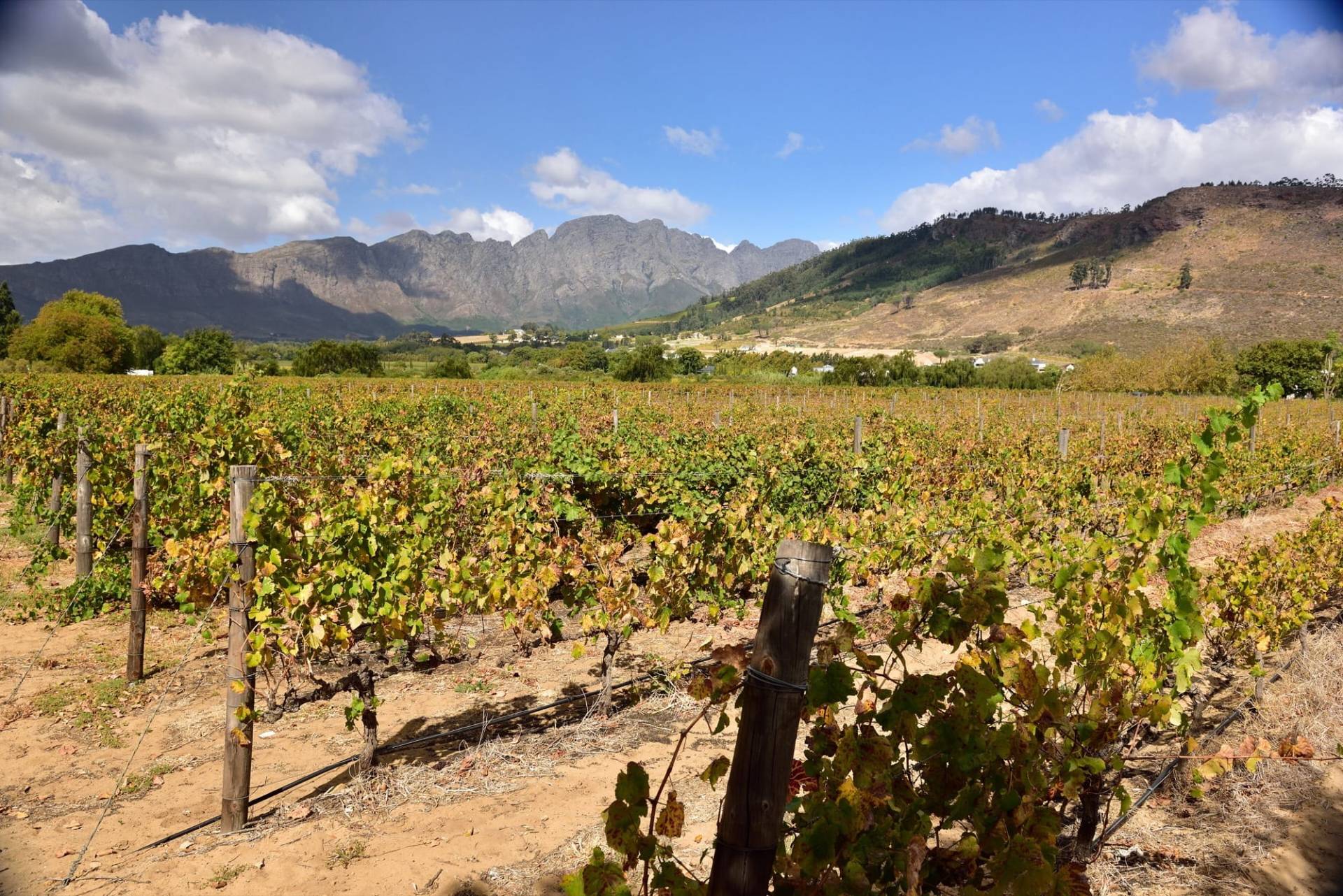 Stellenbosch or Franschhoek: Which Winelands Base Should You Choose?