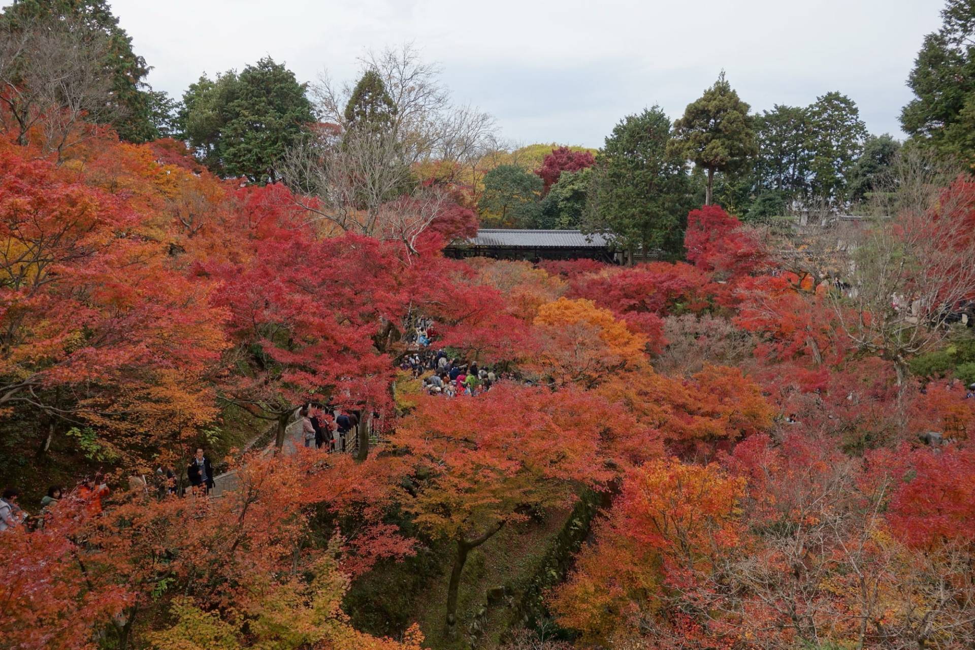 A valley of maple trees in red, orange and yellow at Tofuku-ji in Kyoto, with visitors on a path among the trees and a covered wooden bridge in the middle distance under an overcast sky